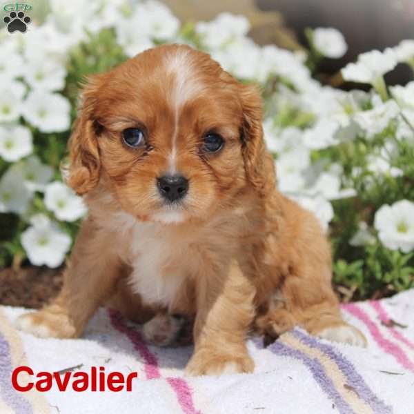 Ruby, Cavalier King Charles Spaniel Puppy